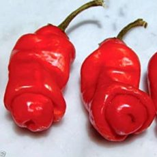 Real Dick Pepper